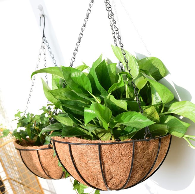 Money Plant Coconut Hanging Basket Decor - waseeh.com