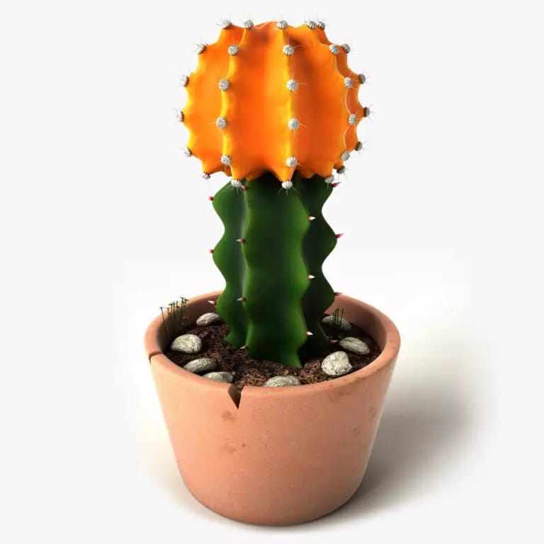 Cactus Original Plant Decor - waseeh.com